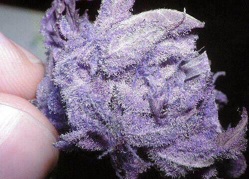 Weed Pics™ tweet media