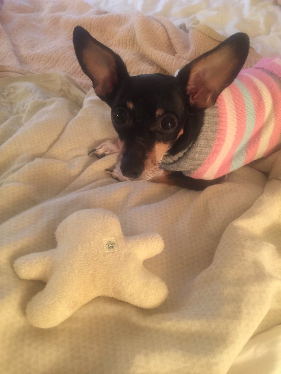 jpogue39's tweet photo. My Daughter #puppymonkeybaby https://t.co/u6yyPxhkJn