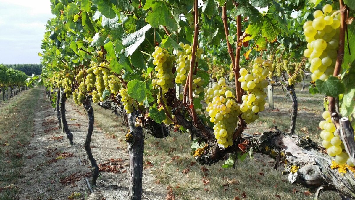 villamaria_aus's tweet photo. Harvest time. No better place to start than Keltern Vineyard Hawkes Bay Clone 95 Chard poised for harvest '16 #wine https://t.co/sUlMgbXPqY