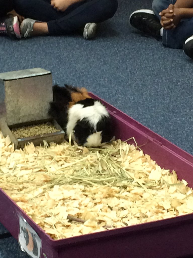 Awesome volunteers sharing their Guinea pig expertise:) <a href="/CFISDFarney/">Farney Elementary</a>