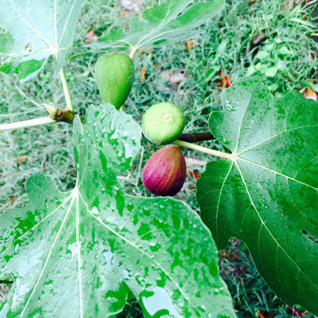Islington figs.. Eluded the bats so far..