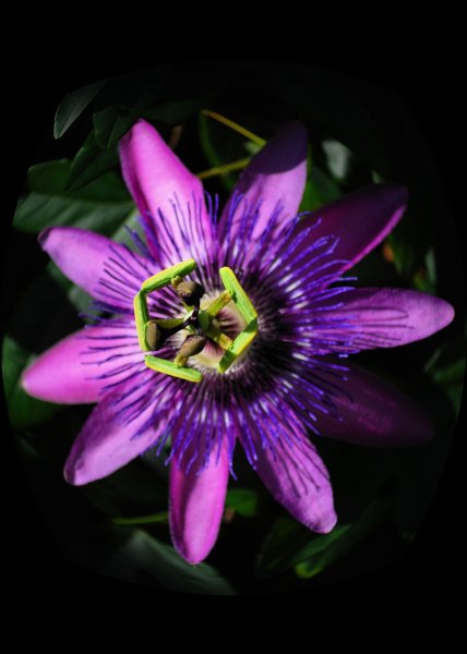 TourismHamilton's tweet photo. Nothing says spring in #HamOnt like Spring Bulb Show at Gage Park Greenhouse March 11-20 https://t.co/nEPzwOKL4E https://t.co/8KW2cu6DbN
