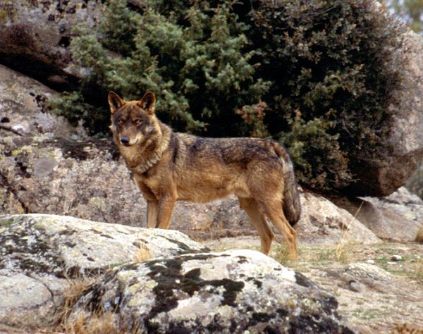 guardiacivil's tweet photo. El Lobo Ibérico se encuentra a punto de desaparecer de #Andalucía
No dejes que se apague su aullido
Colabora ☎062 https://t.co/kqkTQaHUrq