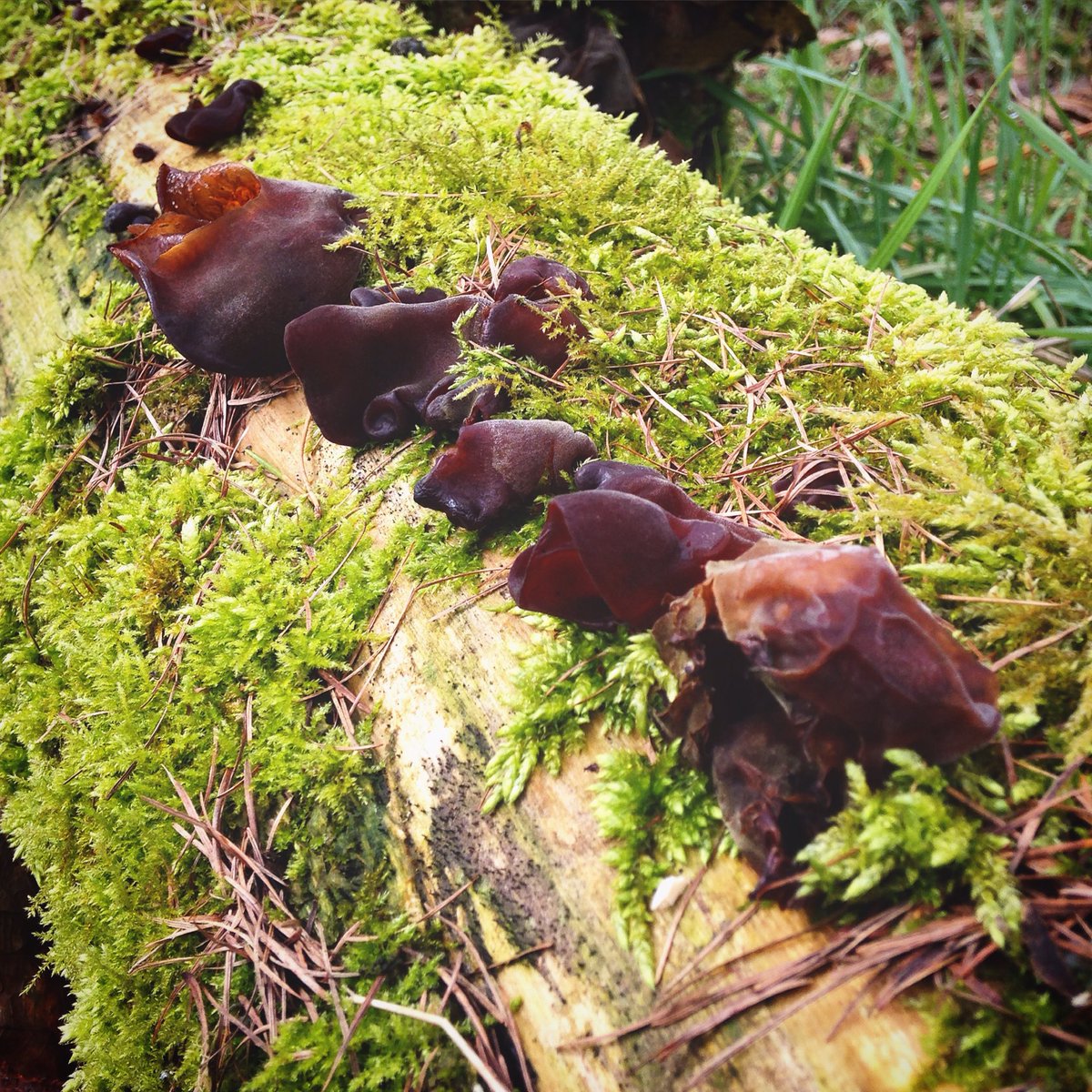 marimoadrift's tweet photo. Friday moss update. #wildmushroom #carpetmoss #FridayMorning https://t.co/SfNYWl5KGn