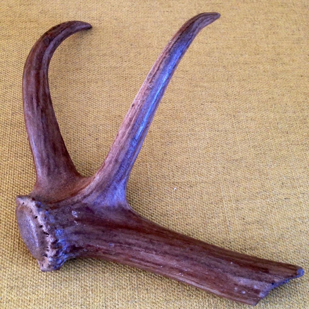 UK Fossils tweet media