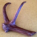 Photo by UK Fossils (@UKFossils)