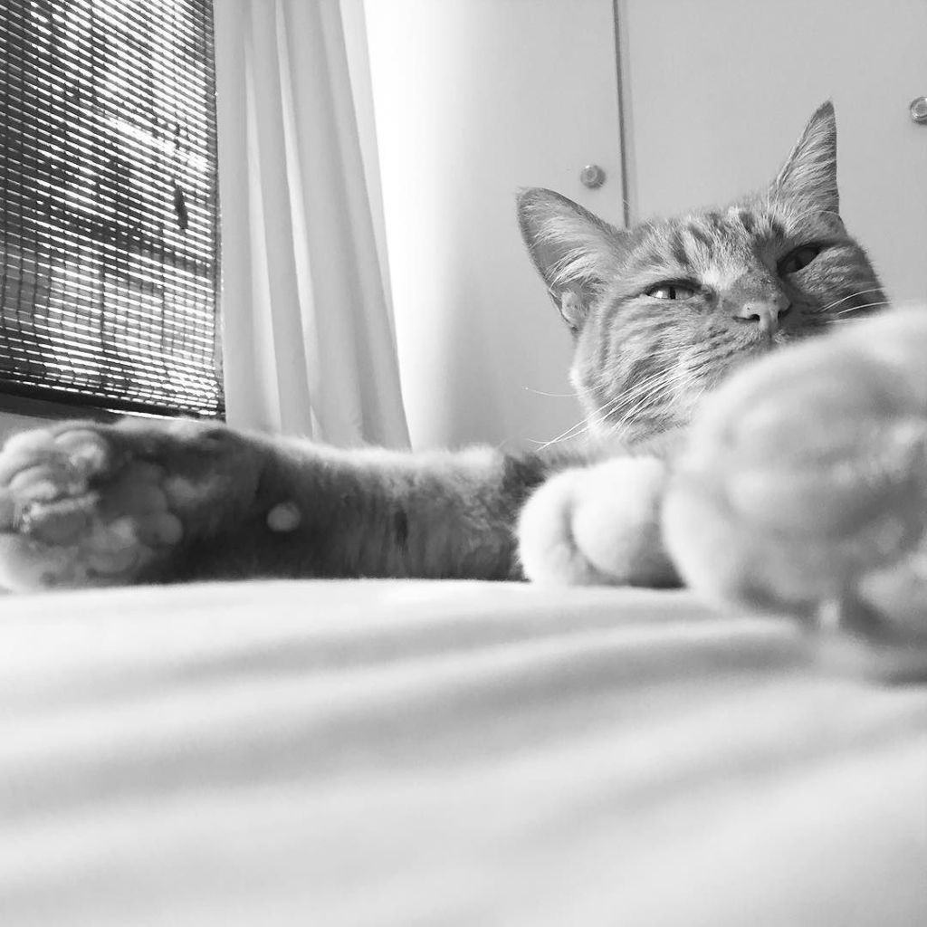 AmusingMeow's tweet image. The reason why getting out of bed quickly is impossible. Pinned down by 3.9kgs of fluff an… ift.tt/1YEKlmF