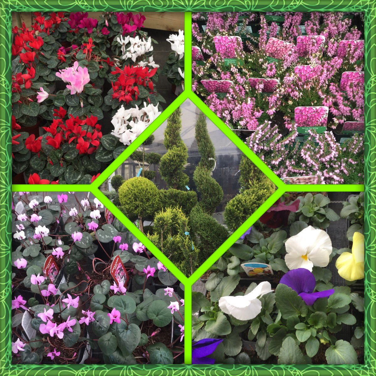 Codsall_Wergs's tweet photo. #spring #flowers #garden #gardening #gardencentre #codsall #colour https://t.co/JQVatU6SDg
