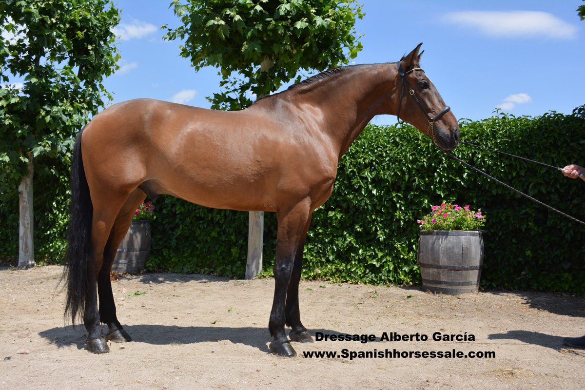 DressageAlberto's tweet photo. Favorito Fs #spanishhorse #dressage level:Saint Geaorge
Sex:gelding,Age:10years
+info:https://t.co/oCTWNUVP4z https://t.co/YqK7w2Nbbc