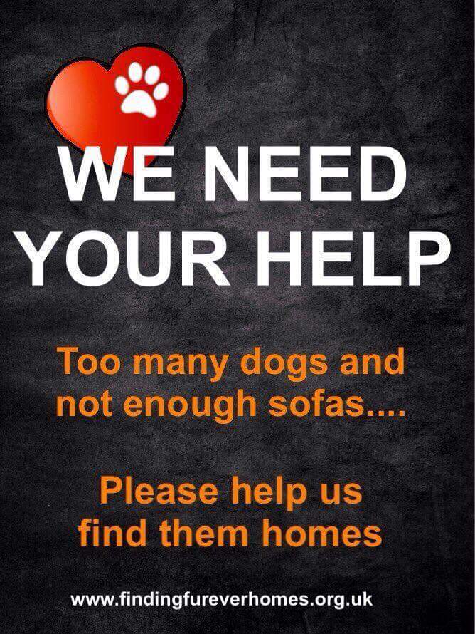 Plz help us to give our #dogs that #FridayFeeling by Finding their Furever Homes today? Just one RT <a href="/NWDogRescue/">FindingFureverHomes</a> 💛
