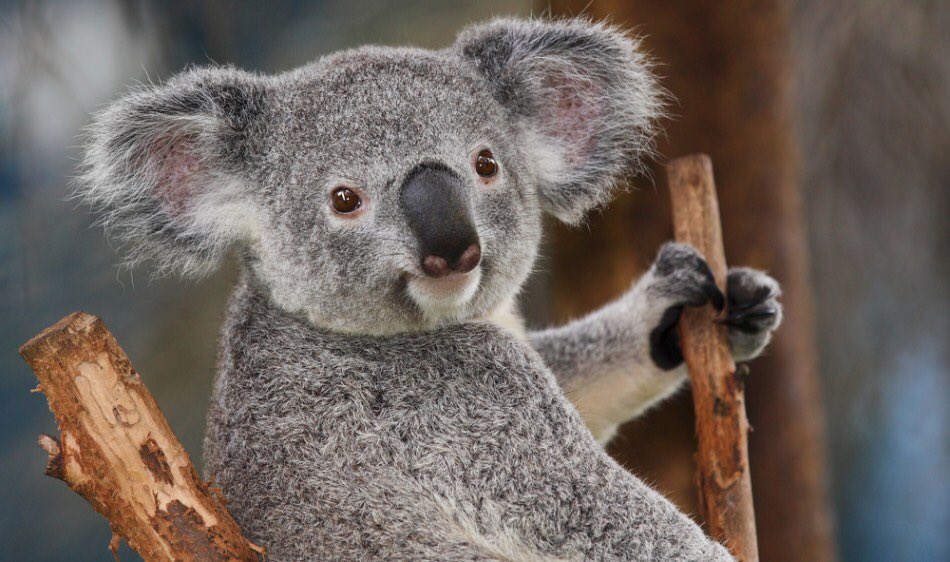 No Birthdays Today, so today will be Koala Bear Day.