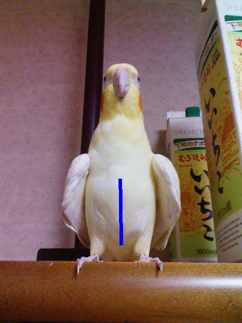 いいちこインコの飼い主 花沢りん吉 בטוויטר 鳥の体型は いいちこインコさんのお腹の所の青い線の辺りにある 竜骨突起 を触る事で判断出来ます 竜骨突起が飛び出し過ぎていたら痩せ気味 竜骨突起が肉に埋もれていたら肥満 と言う事になります 有益なことを いいちこインコの飼い主 花沢りん吉 בטוויטר 鳥の体型は いいちこインコさんのお腹の所の青い線の辺りにある 竜骨突起 を触る事で判断出来ます 竜骨突起が飛び出し過ぎていたら痩せ気味 竜骨突起が肉に埋もれていたら肥満 と言う事になります 有益なことを