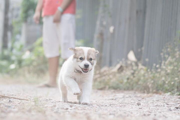 p__wbb's tweet photo. แงงงงง้ น่ารักน่าขย้ำจังเลยลูก #ทาสหมา #หมาเป็นสัตว์ปัญญาอ่อน #สัตว์โลกน่ารัก https://t.co/FBAHnfMuIy