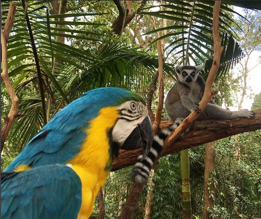 AustraliaZoo's tweet photo. That’s not your spot, Stan! He loves nothing more than making new friends w/ the other animals on Bindi's Island! https://t.co/QMmeZ8V1iI