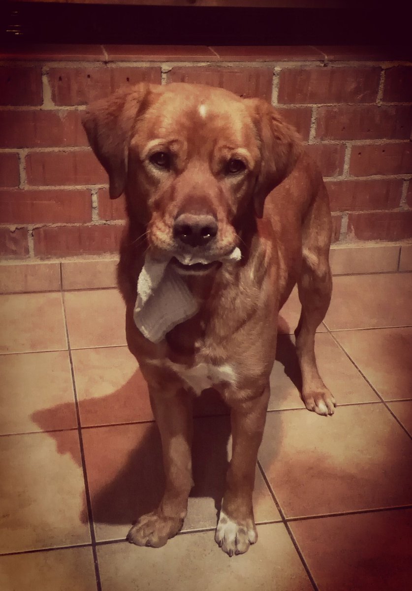 vemora0's tweet photo. #elperrote #budy #calcetines #sutesoro https://t.co/GbLdZ3WQTq