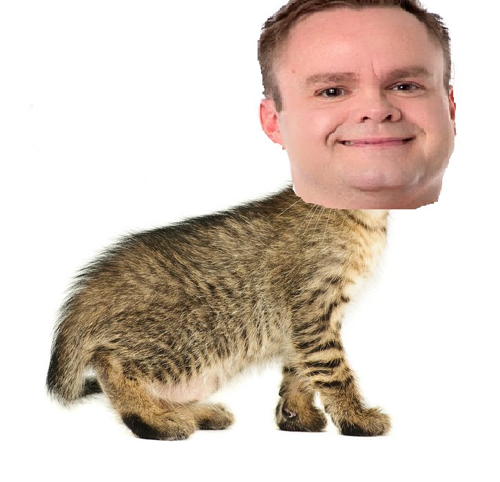 petun er alltaf að gera köttinn