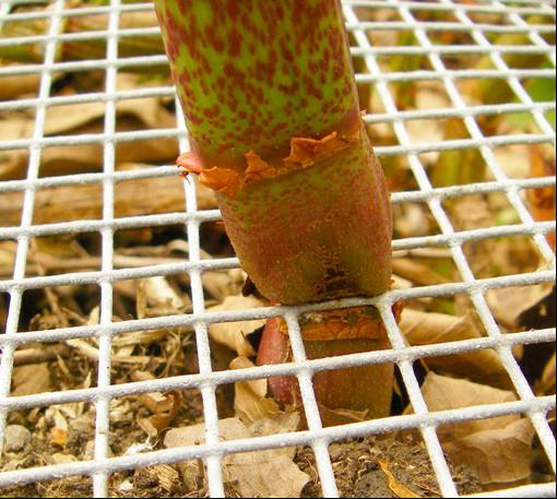JKSLtd's tweet image. NEWS: Other Herbicides are Available bit.ly/21m00XX #Japaneseknotweed #meshtech #JKSL