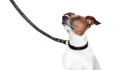 Kritische communicatiedirecteuren steeds vaker vervangen door brave managers communicatieonline.nl/blog/waarom-de…