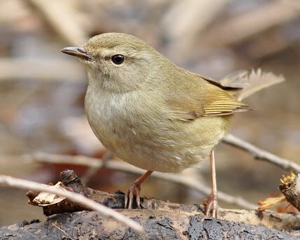 さかめがね 鬱ｻｷｭ 単行本発売中 Q メジロとウグイスの見分け方は A ウグイス色をしているのがメジロ で 小汚い色をしているのがウグイスです T Co U52ruh2tt1