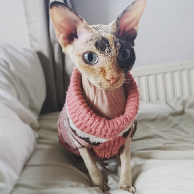 My pretty little princess, Lilith 😻  #sphinx #sphynx #sphynxcats #sphynxcat #devonrex #cute https://t<a href="/tag/sphinx"class="tags">#sphinx</a><a href="/tag/sphynx"class="tags">#sphynx</a><a href="/tag/cute"class="tags"><span>#cute</span></a><a href="/tag/sphynxcat"class="tags"><span>#sphynxcat</span></a><a href="/tag/devonrex"class="tags"><span>#devonrex</span></a><a href="/tag/sphynxcats"class="tags"><span>#sphynxcats</span></a>