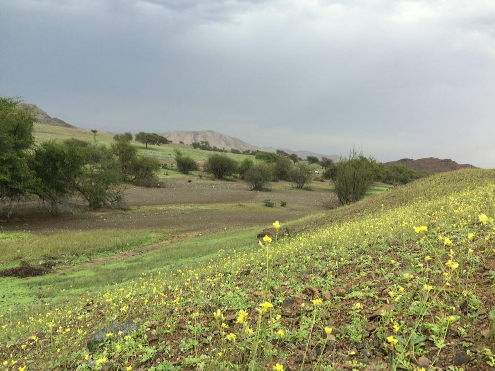 صور متداول لوادي بني عمر في ولايه صحم بمحافظة شمال الباطنة بعد أمطار الخير  CdQragnWoAAVBX3