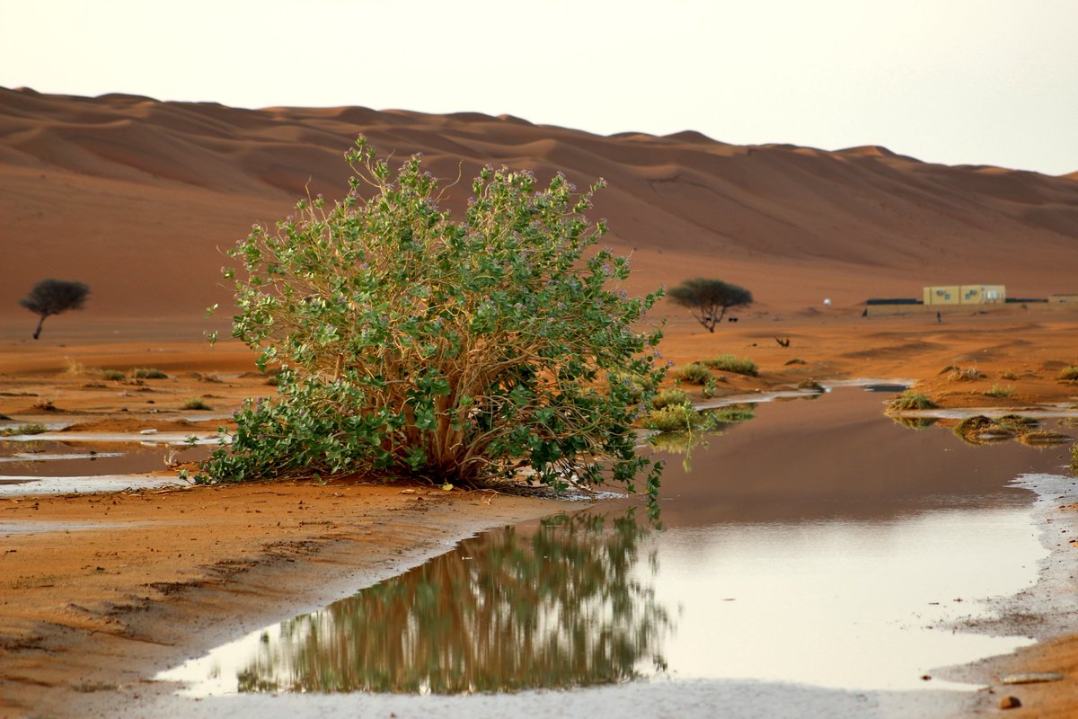 said9salam's tweet photo. منطقة شباك ،،،بدية https://t.co/YZR75eum8r