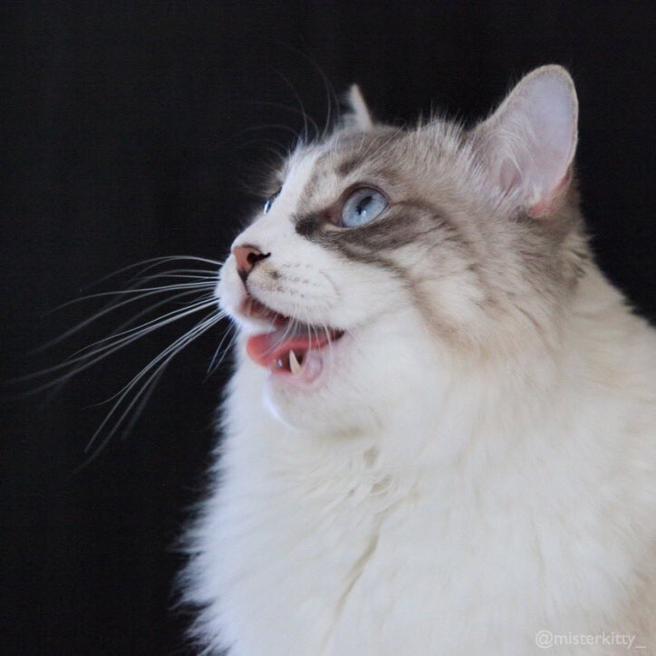 misterkitty_'s tweet photo. Feeling the derp real hard! 😹@catsofinstagram https://t.co/hKKPVjoBmd