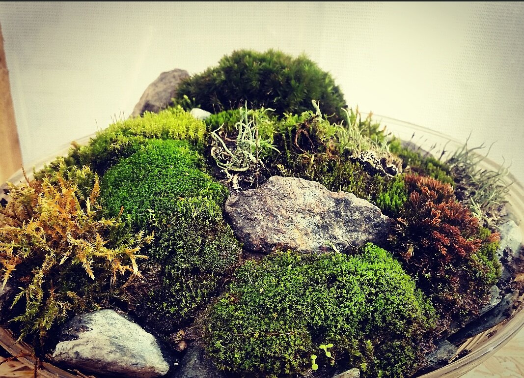JA_Ydist's tweet photo. Preparing for #diva16 #deinvasie in @Stad_Antwerpen 
#KokeBonkei #mossterrarium #kokedama #saikei #bonsai https://t.co/QvBXDA3JeY