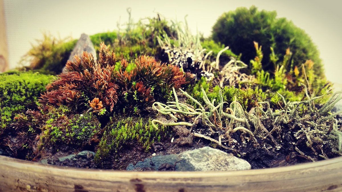 JA_Ydist's tweet photo. Preparing for #diva16 #deinvasie in @Stad_Antwerpen 
#KokeBonkei #mossterrarium #kokedama #saikei #bonsai https://t.co/QvBXDA3JeY