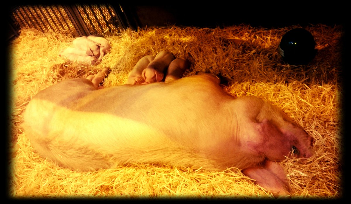 Le vendredi, j'ai grave envie de faire du lard... #PiggyNap