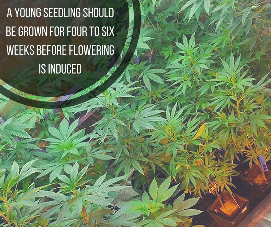 DNVRclonestore's tweet photo. New grower worried about expenses? We’re here to guide you and offer expert advice! We #RootForYou #DCS https://t.co/9lOvZ1A5Vd