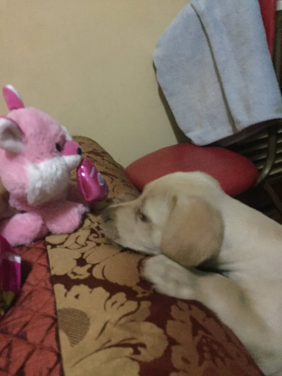 AngelicaGarro77's tweet photo. Santhiago y su amor prohibido  #BuenViernes #DogLover #perros #PerroAmor #AmoresPerros https://t.co/NcYlIDKoUX