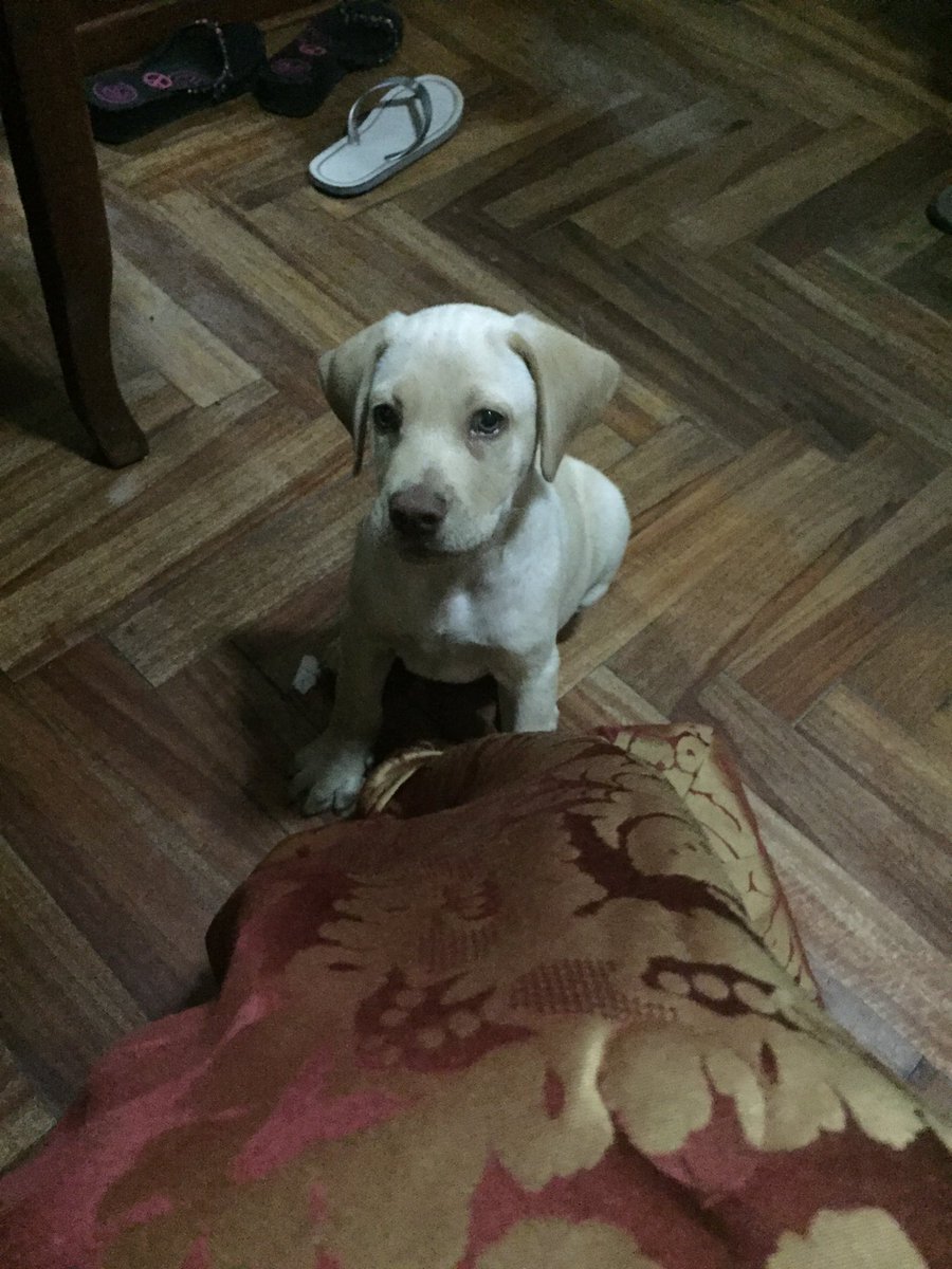 AngelicaGarro77's tweet photo. Santhiago y su amor prohibido  #BuenViernes #DogLover #perros #PerroAmor #AmoresPerros https://t.co/NcYlIDKoUX