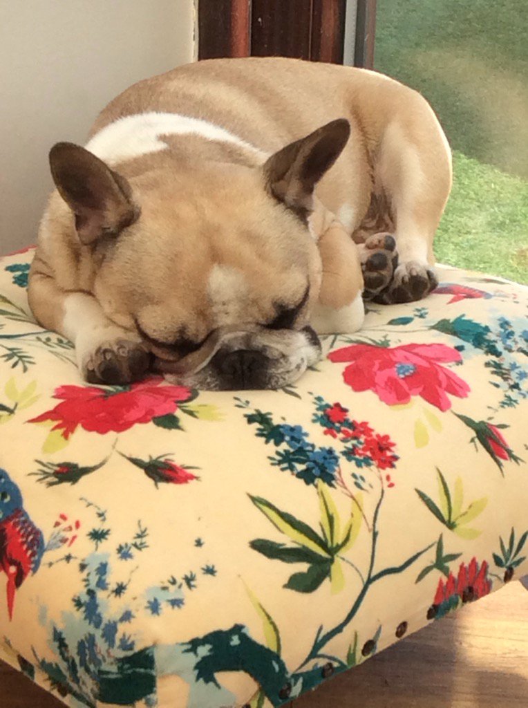 SusanGranny's tweet photo. Barney having 5mins https://t.co/m3r1ERpoKG
