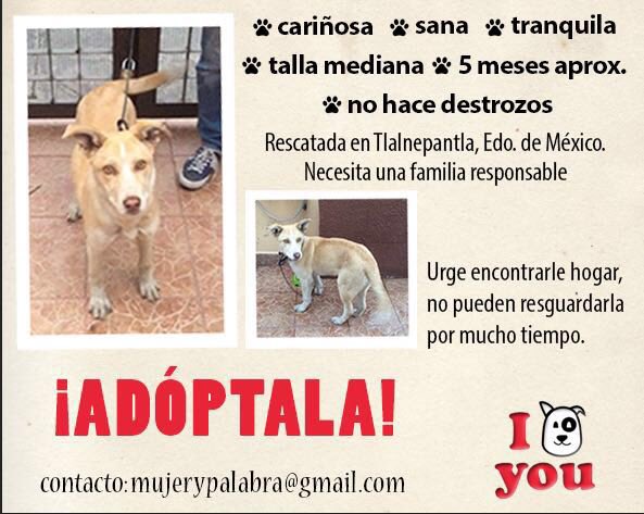 idogyoutoo's tweet photo. DIFUSIÓN: En adopción esta güera hermosa #AdoptaNoCompres Cámbiale la vida a un perrito, él cambiará la tuya #CDdeMX https://t.co/7n7UhqPfM3
