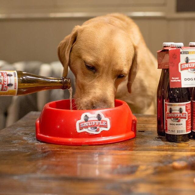 Сколько пьют собаки в день. Собачье пиво. Пиво для животных. Собака с алкоголем. Собачка с пивом.