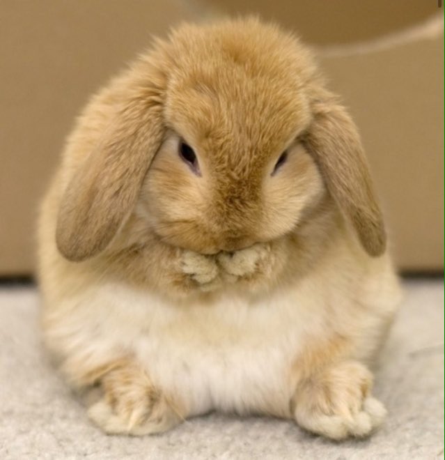 HamMusicalBunny's tweet photo. I hate to see @Lin_Manuel and this lil bunny so sad 😢 https://t.co/anoybGU0Il