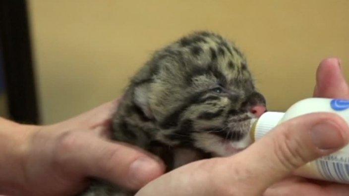 NewsweekUK's tweet photo. #IWillSmileTodayBecause a rare baby leopard was born in a Florida zoo. https://t.co/2nBV4oort7 https://t.co/Zk33JlkxYR