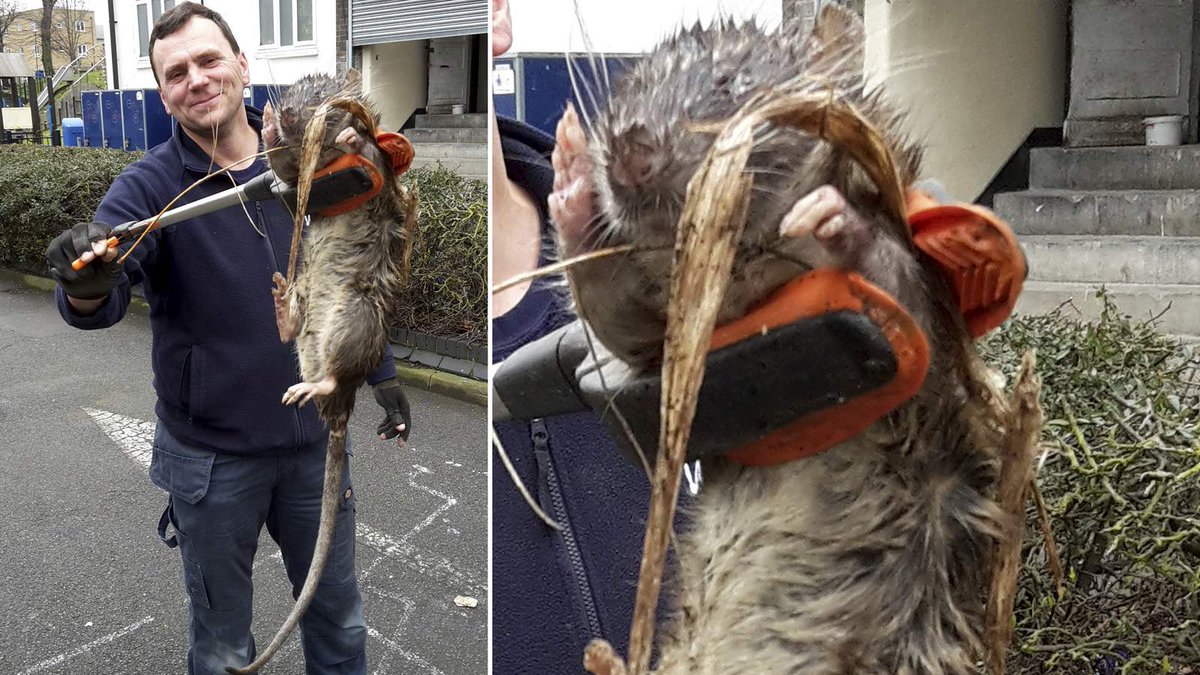 SkyNews's tweet photo. Gas engineer discovers a rat bigger than his dog as he worked at a block of flats https://t.co/xVGdabAKbw https://t.co/AK8ffh8TSL