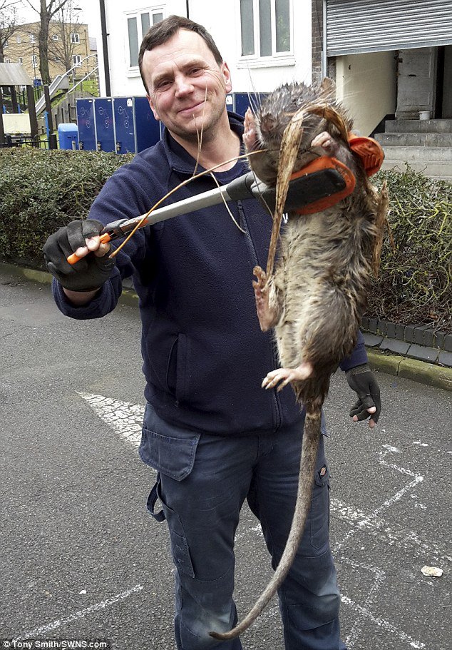 DailyMailUK's tweet image. Gas man claims he's found Britain's biggest rat 😱 dailym.ai/24UDvhv