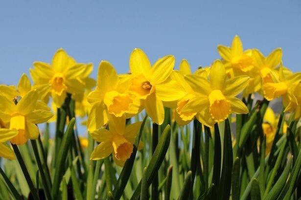 LITTLETY09's tweet photo. #daffofilday @IrishCancerSoc . Please support https://t.co/mPhARRPgkA