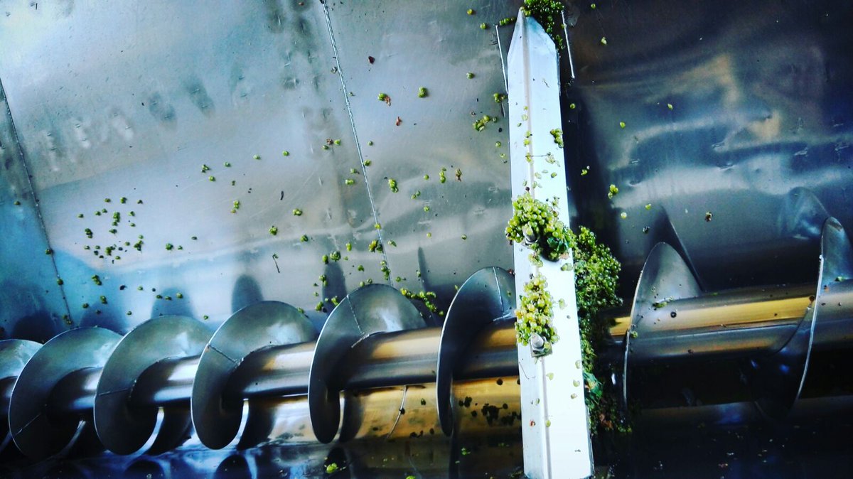 Lst white grapes for the season, its been real.
Let's get it to the bottle.
#lets market it