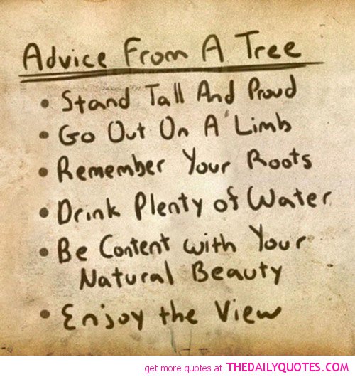 RoyalDutchTree's tweet image. Advice from a tree #treesayings #arboristcalgary Spring starts early, pruning time it is! royaldutchtreeservices.ca/tree-pruning/