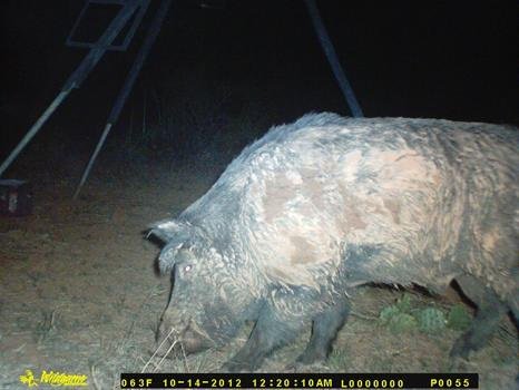 LandToHunt's tweet photo. Hog hunting tips to make sure your next Texas hog hunting trip is a success https://t.co/N8LC6QpPEZ https://t.co/xiHym11ZXy