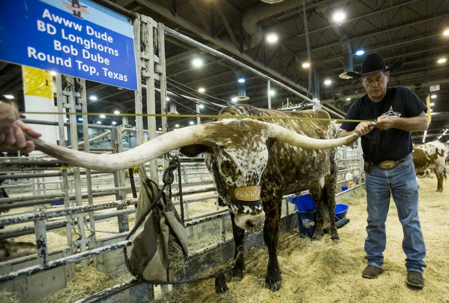 So Texas:

Longhorns' horns are getting longer. 

houstonchronicle.com/local/gray-mat… 

By @andrearumbaugh