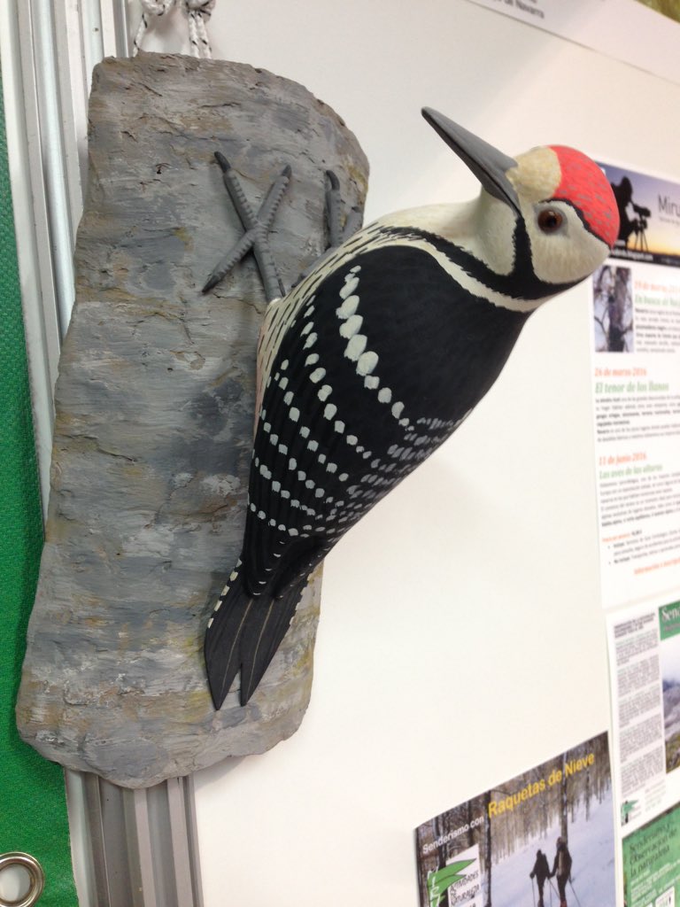 BirdingNavarra's tweet photo. Puedes ganas este pico dorsiblanco si pasas  por el Stand @BirdingNavarra en FIO https://t.co/3Tvhrcm8oL