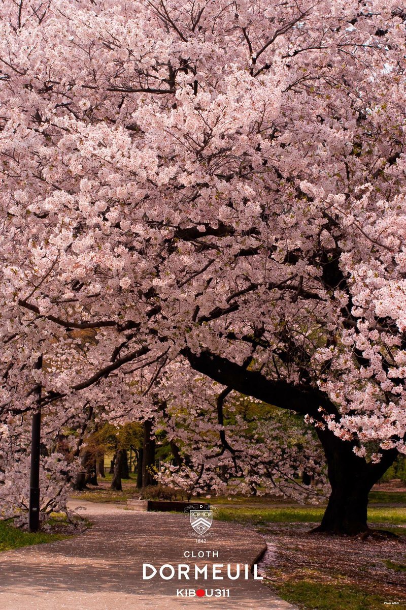 DormeuilUSA's tweet photo. #KIBOU311 @LoomNippon @Dormeuil #Japan
#Tropical #Amadeus https://t.co/ausjejmZFf