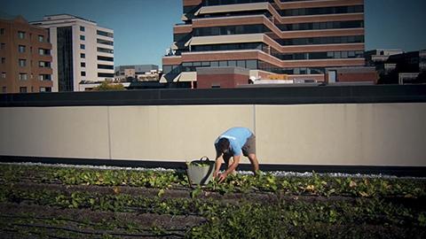 MaierWarner's tweet photo. So cool! Rooftop to yield 10k lbs of produce @BethesdaRowFRT #howinnovative @FederalRealty https://t.co/FXqSE4oXMP https://t.co/5NGgYSigWH