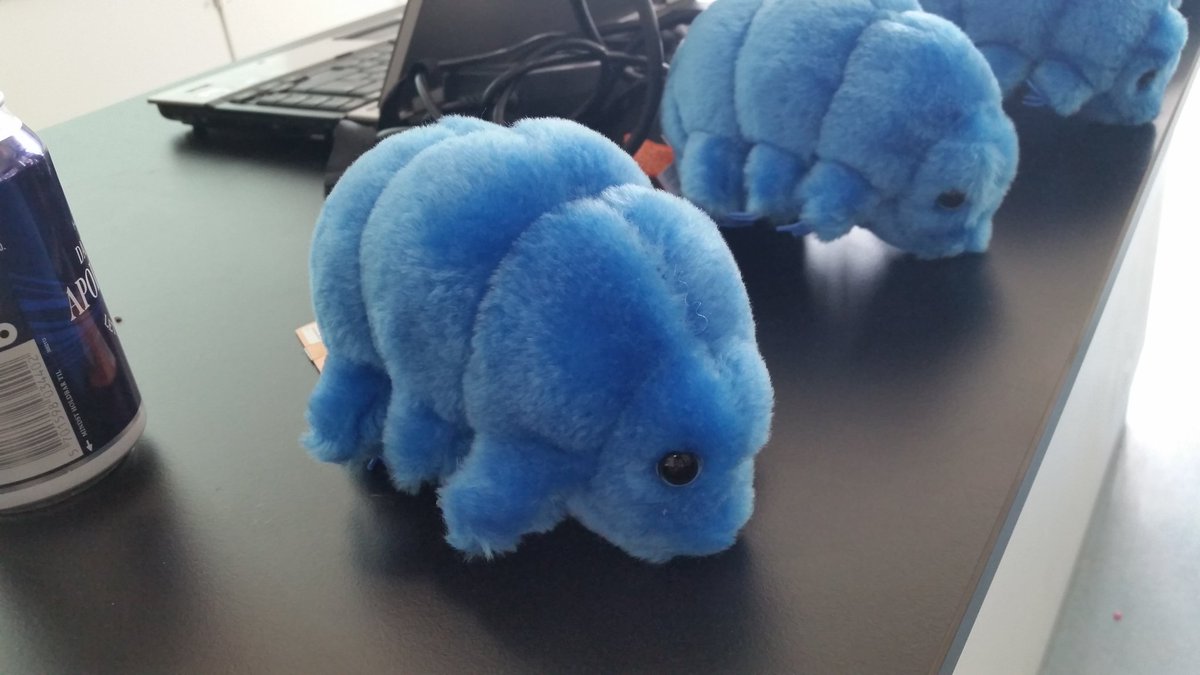 JuNNeZ's tweet photo. #bbdk16 #UCNLærer #Biotek #tardigrade Bjørnedyr er de fedeste! https://t.co/BYIIzdGU8q