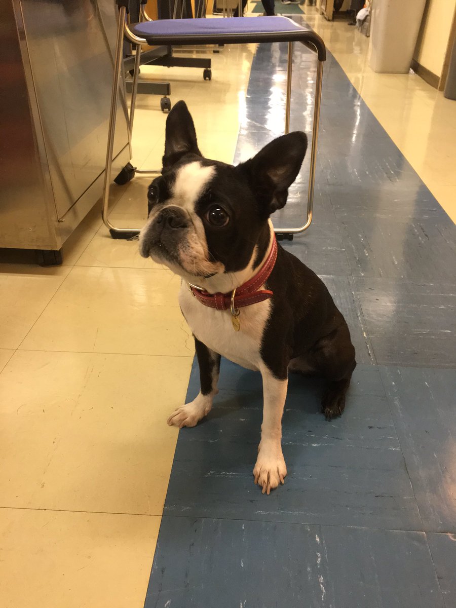 私結婚できないんじゃなくてみやび 中谷美紀 犬ベティの種類や本名は きらりんぐeyes